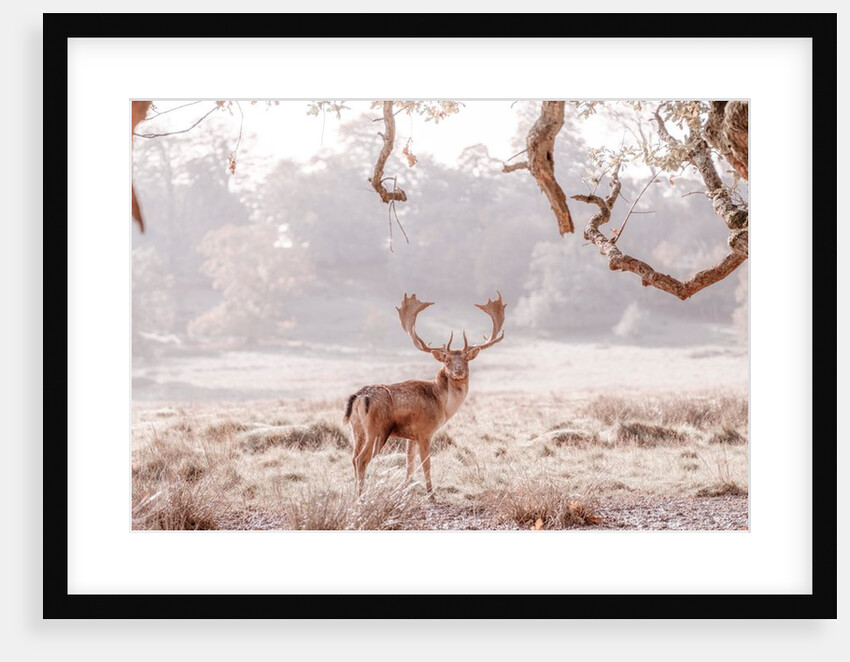Stag in a field by Assaf Frank